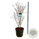 Cornus k. 'China Girl' 100-125 cm cont. 55L extra