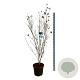 Cornus k. 'China Girl' 150-175 cm 30L extra