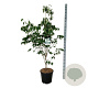 Cornus k. 'China Girl' 175-200 cm 30L extra