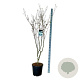Cornus k. 'China Girl' 175-200 cm 30L extra