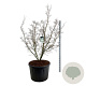 Cornus k. 'China Girl' 200-225 cm cont. 230L solitair