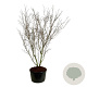 Cornus k. 'China Girl' 250-300 cm cont. 285L solitair