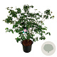 Cornus k. 'Satomi' 100-125 cm 30L extra