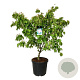 Cornus k. 'Satomi' 125-150 cm cont. 55L extra