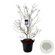 Cornus k. 'Satomi' 125-150 cm cont. 55L extra