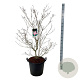 Cornus k. 'Satomi' 125-150 cm cont. 55L extra