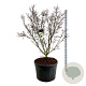 Cornus k. 'Schmetterling' 150-175 cm cont. 180L solitair