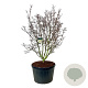 Cornus k. 'Schmetterling' 175-200 cm cont. 230L solitair