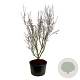 Cornus k. 'Schmetterling' 225-250 cm cont. 285L solitair