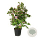 Cornus k. Scarlet Fire 125-150 cm cont. 55L extra