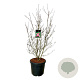 Cornus k. Scarlet Fire 125-150 cm cont. 55L extra