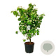 Cornus k. 'Teutonia' 150-175 cm cont. 55L extra