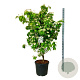 Cornus k. 'Teutonia' 150-175 cm cont. 55L extra