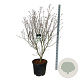 Cornus k. 'Teutonia' 150-175 cm cont. 55L extra