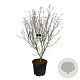 Cornus k. 'Teutonia' 150-175 cm cont. 55L extra