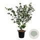 Cornus k. 'Weisse Fontaine' 150-175 cm cont. 55L extra
