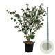 Cornus k. 'Weisse Fontaine' 150-175 cm cont. 55L extra