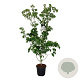 Cornus k. 'Weisse Fontaine' 175-200 cm 30L extra