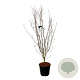 Cornus k. 'Weisse Fontaine' 175-200 cm 30L extra