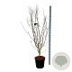 Cornus k. 'Weisse Fontaine' 175-200 cm 30L extra