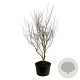 Cornus k. 'Weisse Fontaine' 250-300 cm cont. 285L solitair