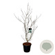 Cornus k. 'Wieting's Select' 125-150 cm 30L extra