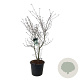 Cornus k. 'Wieting's Select' 150-175 cm cont. 55L extra