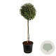 Elaeagnus ebb. 'Compacta' 120 cm stam cont. 90L extra