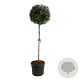 Elaeagnus ebb. 'Compacta' 180 cm stam cont. 130L extra