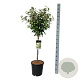 Elaeagnus ebb. 'Compacta' 60 cm stam 15L