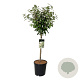 Elaeagnus ebb. 'Compacta' 60 cm stam 15L