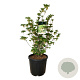 Enkianthus camp. Prettycoat 80-100 cm 30L extra