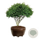 Euonymus alat. 'Compactus' 175-200 cm eigen wortel scherm bronze