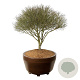 Euonymus alat. 'Compactus' 175-200 cm eigen wortel scherm bronze