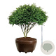Euonymus alat. 'Compactus' 175-200 cm eigen wortel scherm bronze
