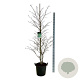 Fagus syl. 'Aspleniifolia' 175-200 cm 30L extra