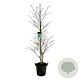 Fagus syl. 'Aspleniifolia' 175-200 cm 30L extra