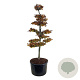 Fagus syl. 'Atropunicea' 225-250 cm cont. 285L bonsai