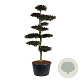 Fagus syl. 'Atropunicea' 250-300 cm cont. 285L bonsai