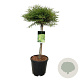 Fagus syl. 'Mercedes' 60 cm stam 15L