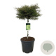 Fagus syl. 'Mercedes' 60 cm stam 30L