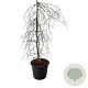 Fagus syl. 'Pendula' 150-175 cm cont. 55L extra