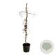 Fagus syl. 'Purple Fountain' 175-200 cm 30L extra