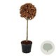 Fagus sylvatica 125 cm stam cont. 90L