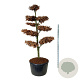 Fagus sylvatica 225-250 cm cont. 285L bonsai