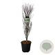 Frangula alnus Fine Line 125-150 cm 30L extra