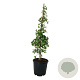 Ginkgo biloba 'China Pendula' 100-125 cm 30L extra