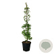 Ginkgo biloba 'China Pendula' 150-175 cm 30L extra