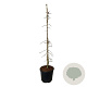 Ginkgo biloba 'China Pendula' 150-175 cm 30L extra