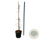 Ginkgo biloba 'China Pendula' 150-175 cm 30L extra